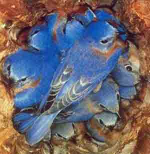 Blue Birds on Bluebirds In Winter   Winter Eastern Bluebird
