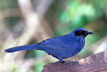 Blue mockingbird